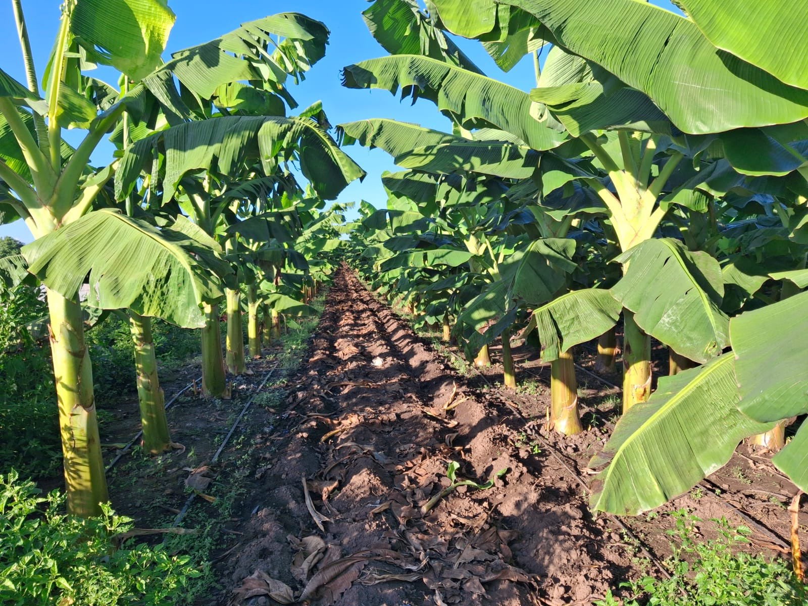 Una plantación de plátanos en El Salvador refleja el impulso agrícola anunciado para el sector./(Redes del viceministro de Agricultura y Ganadería, Óscar Domínguez)