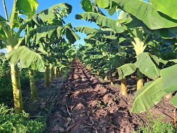 Una plantación de plátanos en
