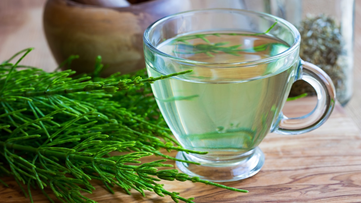 Cómo preparar la infusión de cola de caballo, la planta que ayuda a adelgazar y evita la retención de líquidos - Infobae