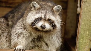 Un hombre se contagia de