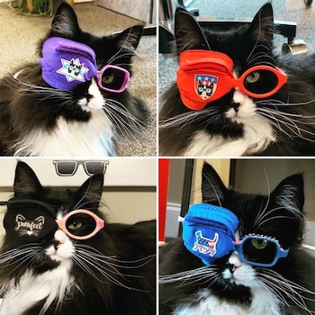 Truffles usa un parche en el ojo para hacer sentir mejor a los niños que están en tratamiento para la ambliopía.
Truffles, gatos, mascotas