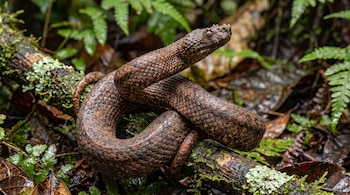 Serpiente marrón enroscada en una rama con musgo sobre un suelo de hojas secas y helechos verdes.