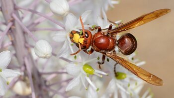 Las avispas tienen un vínculo