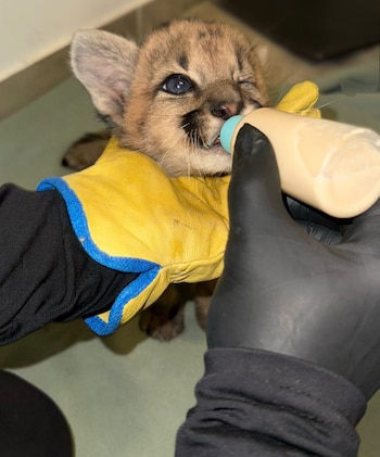Un automovilista de Villa La Angostura rescató a una cachorra de puma con vida tras un accidente vial (Parque Nacional Nahuel Huapi)