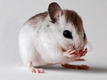 Una parte significativa del estudio