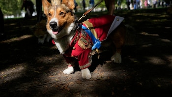 El Reino Unido podría prohibir