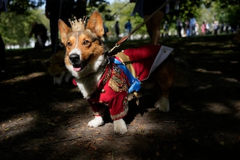 Un Cardiganshire Corgi en un