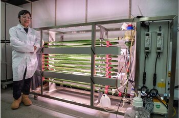 Las algas cultivadas en laboratorio eliminan los microplásticos del agua