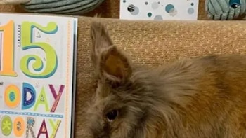 El conejo más longevo del mundo cumple una edad sorprendente y duplica su esperanza de vida