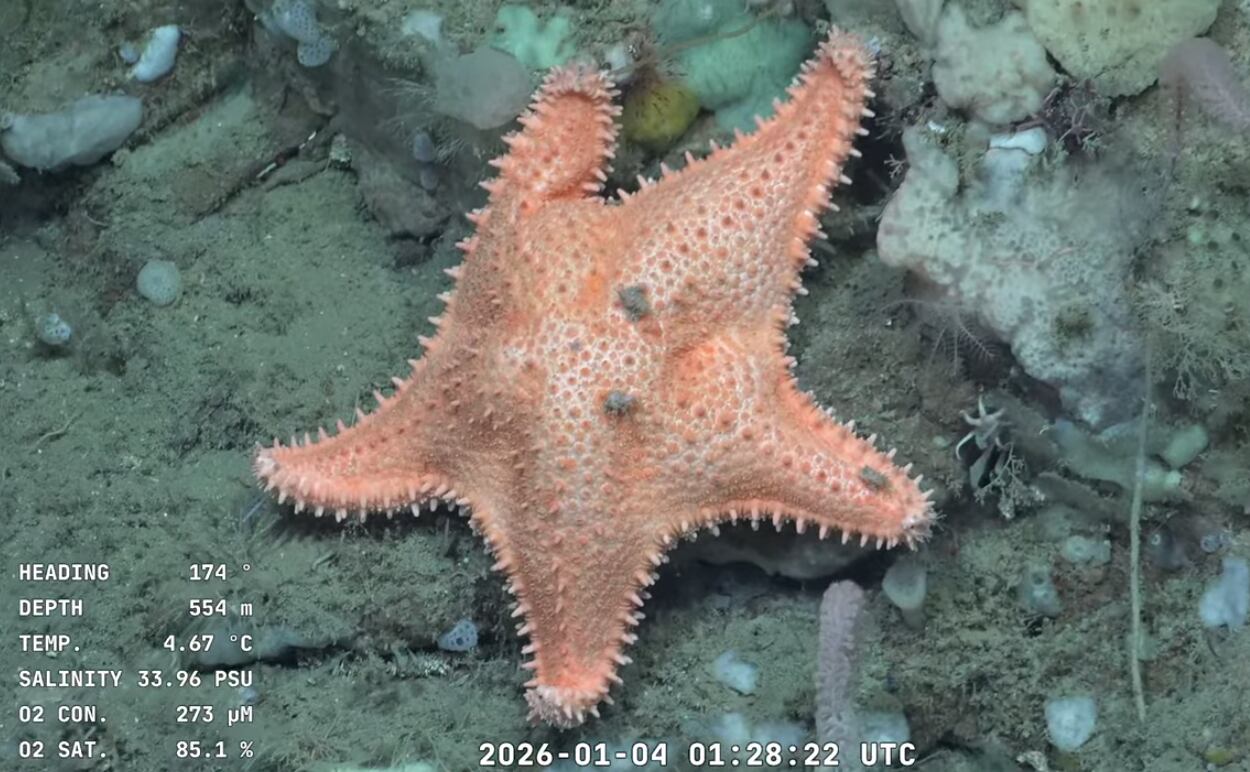 La expedición Vida en los extremos reveló otras estrellas culonas en el Mar Argentino (SOI)