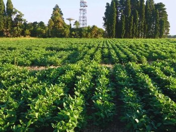 los cultivares INTA Paraná 5100