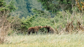 Dos osos grizzly de pelaje marrón con collares se tocan los hocicos en un campo de pasto alto. Hay arbustos y árboles verdes en el fondo