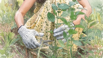 6 trucos de jardinería que se transmitieron por generaciones y los expertos recomiendan