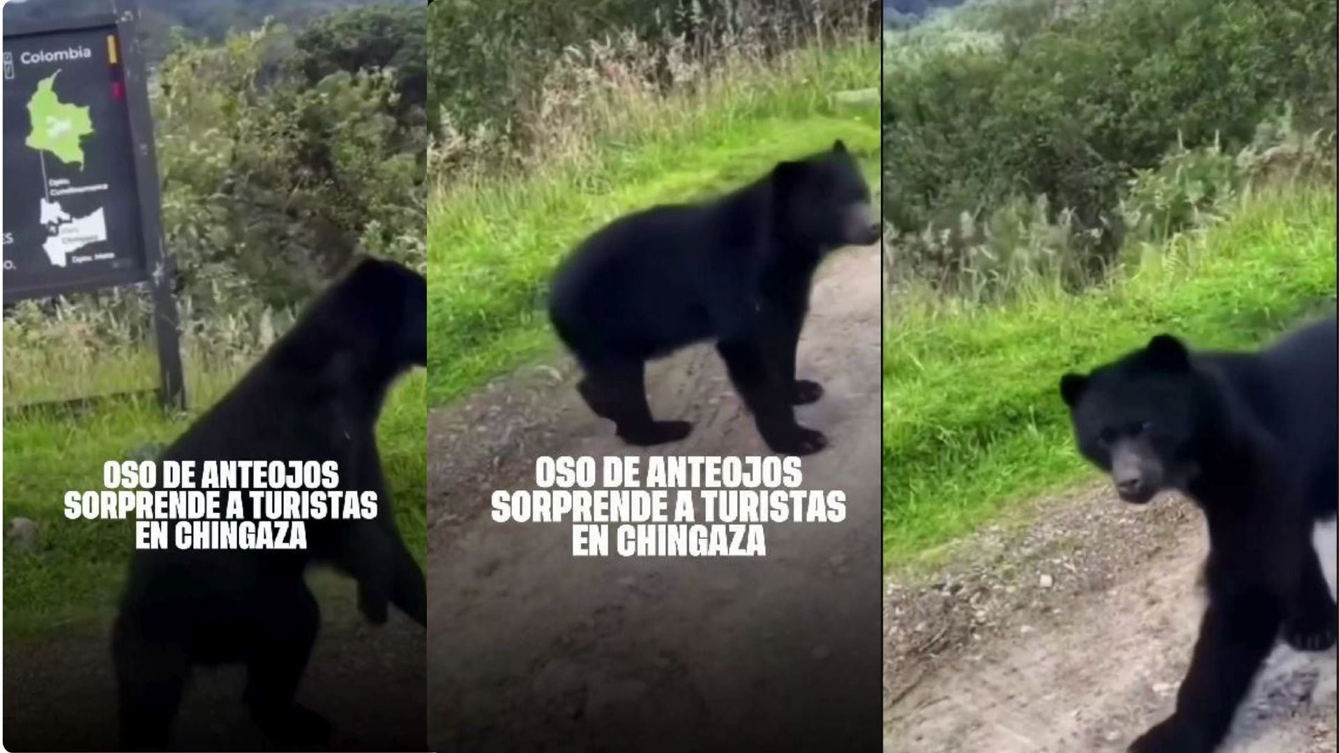 Un oso de anteojos soprendió a turistas en Chingaza: el animal se acercó a saludar y todo quedó en video