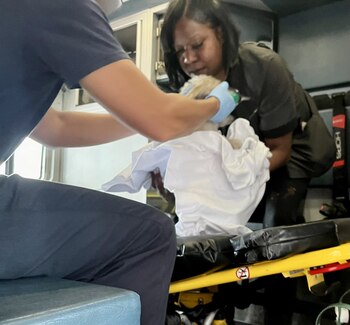 La mascota revivida fue trasladada