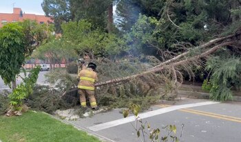 Con esta acción los Bomberos habilitaron el paso vehicular en este punto de Usaquén, afectado por la caída del árbol - crédito @BomberosBogota/X