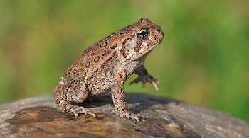 Sapo de color marrón y anaranjado con manchas oscuras sobre una roca húmeda; el fondo es verde y desenfocado.