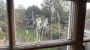 Cristal de una ventana de madera con manchas de excremento de ave y suciedad, mostrando un jardín verde y árboles al fondo.
