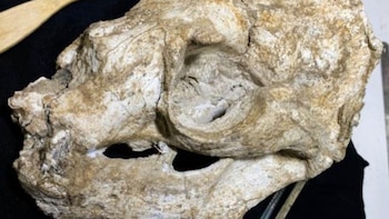 Descubren en Perú fósil de