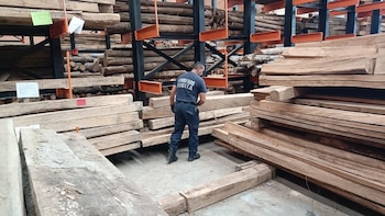 La madera incautada en operativos contra el tráfico ilegal será destinada a la recuperación de estructuras afectadas por el terremoto del 10 de agosto - crédito CAR