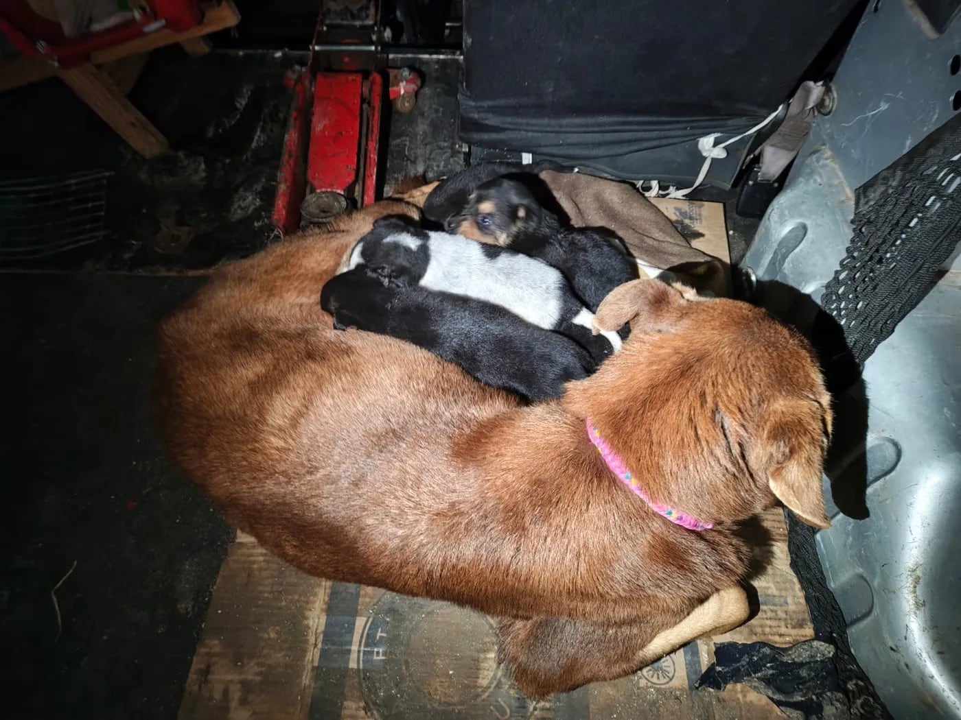 La perra y sus ocho cachorros recibieron atención de proteccionistas y veterinarios al terminar las casi dos horas de trabajo en Berisso