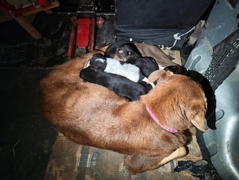 La perra y sus ocho cachorros recibieron atención de proteccionistas y veterinarios al terminar las casi dos horas de trabajo en Berisso