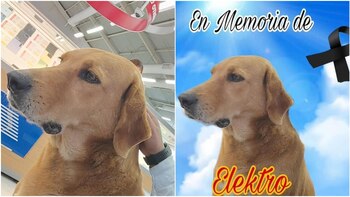 Lamentan el fallecimiento de Elektro,