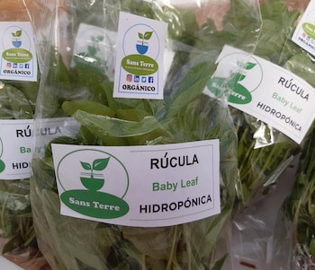 Rúcula Hidropónica