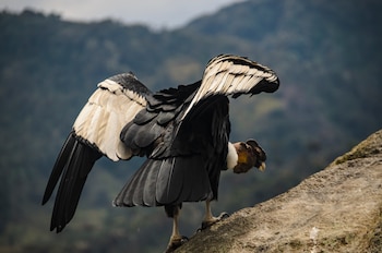 La población silvestre de cóndores en Colombia apenas se estima entre 150 y 200 ejemplares - crédito Paola María Sánchez / Parques Nacionales Naturales
