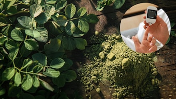 Cuál es el impacto de la moringa en los niveles de azúcar en la sangre