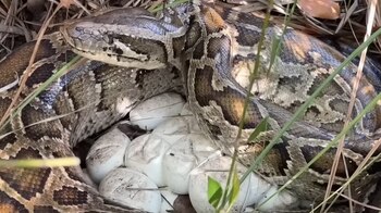 Una serpiente pitón birmana con patrones marrones y amarillos entre la hierba verde y seca