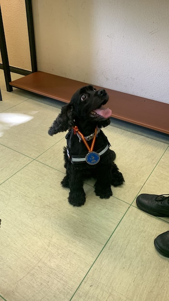 La perrita Lluna (CSB)