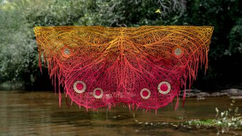 Una de las mariposas de