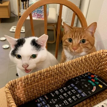 Los dos gatos conviven en