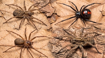 Un collage de cuatro imágenes que muestra diferentes arañas: una viuda negra, una reclusa parda y dos arañas peludas de tonos marrones sobre hojas secas.