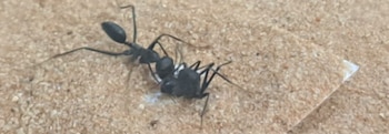 Hormiga negra con patas largas sobre un fondo granulado de color arena