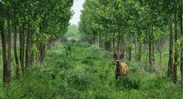 Cuando el Delta vuelve a armar su propio bosque