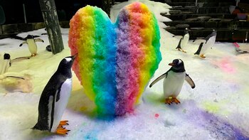 Sphen y Magic se convirtieron