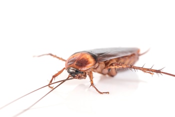 Un insecto que se asocia a la suciedad