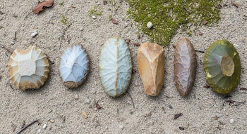 Seis herramientas de piedra tallada de colores beige, gris, marrón y verde, sobre un suelo de arena fina con hojas secas y musgo.