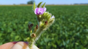 Las abejas que hacen florecer