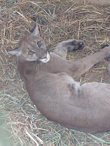 El animal fue rescatado por