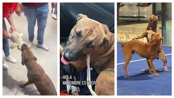 Perro callejero robó un peluche,