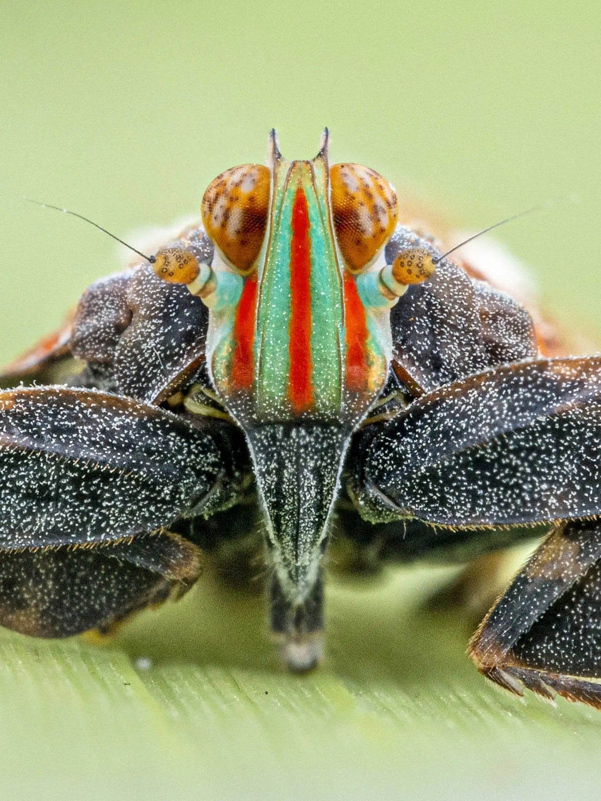 Saltamontes de aspecto y coloración inusuales, descubierto por el equipo internacional entre los insectos inéditos de Lisima (The Wilderness Project)