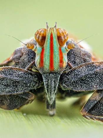 Saltamontes de aspecto y coloración inusuales, descubierto por el equipo internacional entre los insectos inéditos de Lisima (The Wilderness Project)