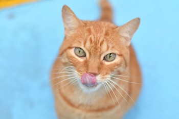 La panleucopenia felina, también conocida