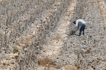 Un agricultor trabaja en un campo alcachofas en Valencia, a 8 de julio de 2026. (EFE/ Kai Försterling)