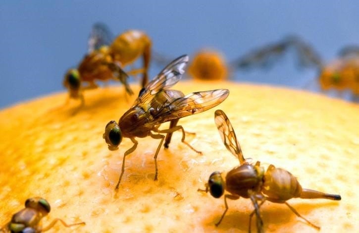 Cada semana se dispersan 36 millones de insectos estériles sobre 17.000 hectáreas del Valle Medio y el Alto Valle de Río Negro y Neuquén