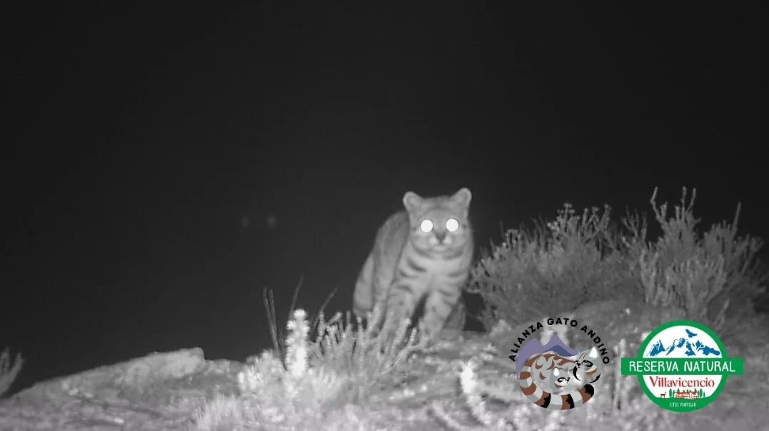El gato andino cuenta con adaptaciones como pelaje gris y larga cola que le permiten camuflarse y desplazarse por terrenos rocosos a gran altitud