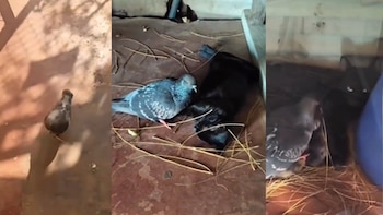 La inusual amistad entre una